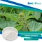 Urtica extract is derived from the leaves, stems, and roots of the common nettle plant . It has been used for centuries in traditional medicine to treat a variety of conditions, including allergies, inflammation, arthritis, and urinary tract infections.